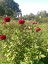 Віталій Лукянчук фотография #8 (источник - https://vk.com/id135547003)