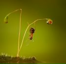 Дина Лебедева фотография #18 (источник - https://vk.com/id651702)