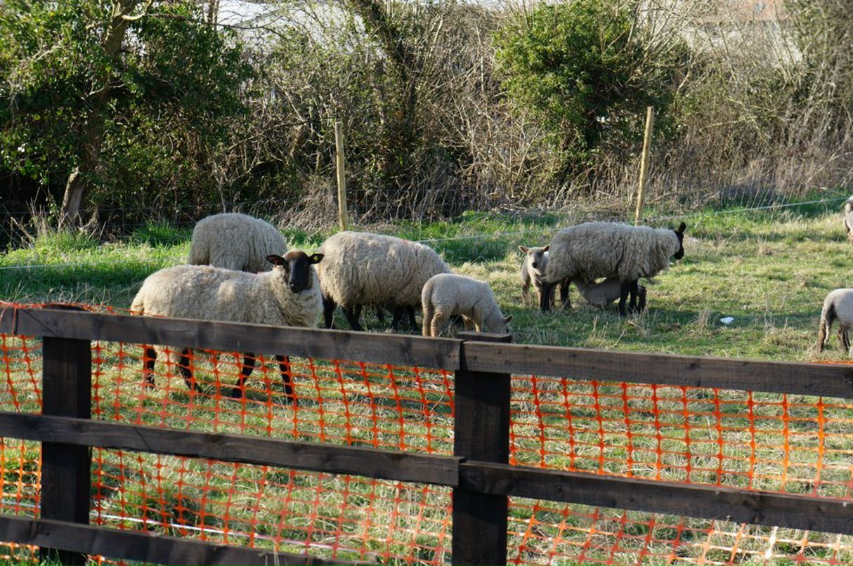 Марс Олейник фотография #39