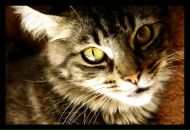 Фотография Ходенко Максима