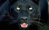 Фотография Сурвилло Евгении