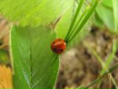 Фотография Формановской Елены