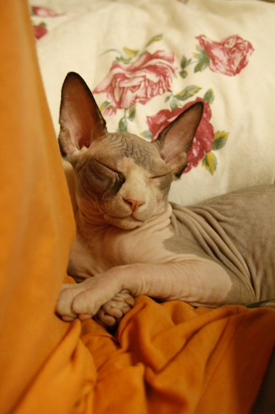 Алена Плоткина фотография #34