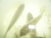 Іван Алмаші фотография #46 (источник - https://vk.com/id89643469)