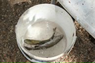 Тимур Бабаев фотография #38 (источник - https://vk.com/id2496859)