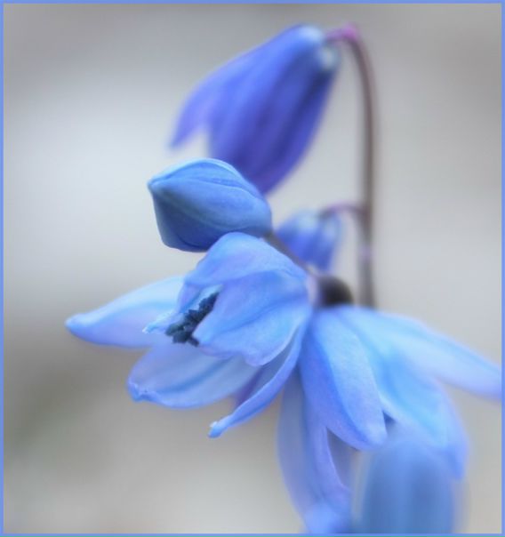 Iza Chankiyan фото №1