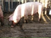 Ваня Осипов фотография #28 (источник - https://vk.com/id53775902)