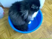 Алінка Дашкевич фотография #23 (источник - https://vk.com/id19480351)