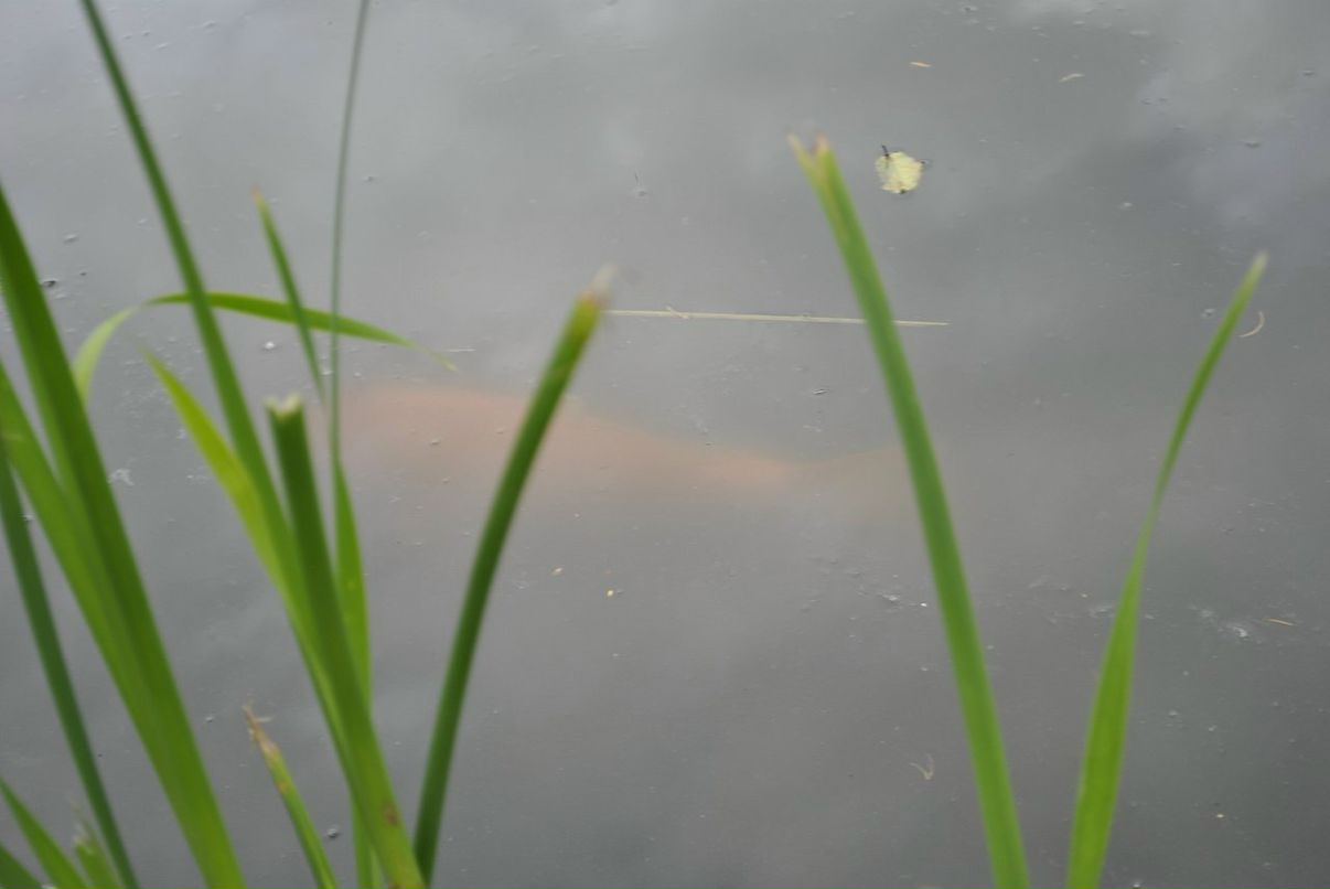 Lenka Bashirova фотография #33