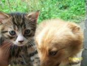 Іннуся Ануфрієва фотография #23 (источник - https://vk.com/id53040006)