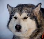 Мікіш Новак фотография #35 (источник - https://vk.com/id30834737)