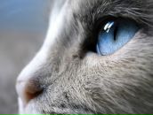 Фотография Садовой Анютки