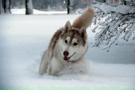 Вадим Плотников фотография #15 (источник - https://vk.com/id4696060)