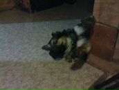 Фотография Бойванова Анастасия