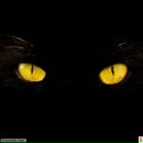 Фотография Кучеренко Елены