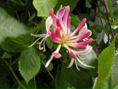 Фотография Погромской Светланы