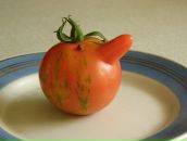 Фотография Сиденко Татьяна