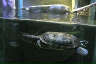 Bella Radenoviћ фотография #31 (источник - https://vk.com/id39098)