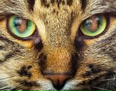 Фотография Москвичевой Ульяны