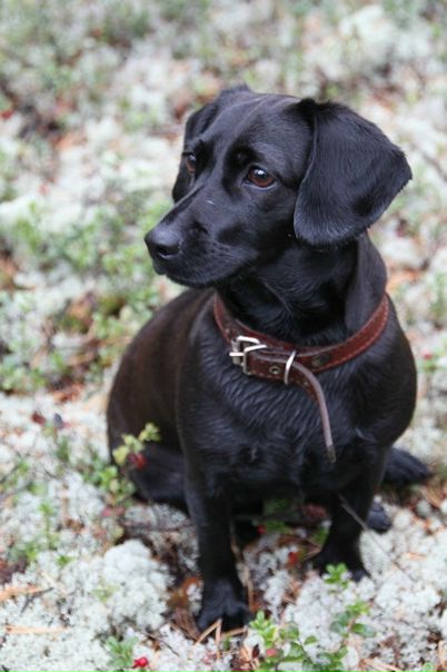 Дмитрий Кушкин фото №5