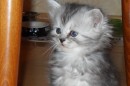 Кот Салтыков фотография #46 (источник - https://vk.com/id82408447)