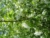 Фотография Туйсиной Динары