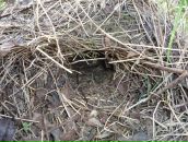 Юрій Правдивий фотография #9 (источник - https://vk.com/id4605219)