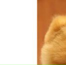 Разбитое Сердце фотография #9 (источник - https://vk.com/id611602)