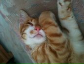 Fırat FIRAT фотография #26 (источник - https://vk.com/id22875274)