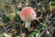 Фотография Дементьева Николая