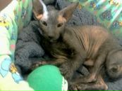 Фотография Курносовой Светланы