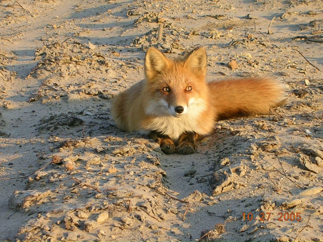 Алла Логашенко фотография #24