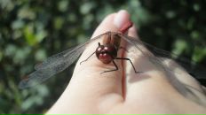 Фотография Трепечёнок Елизаветы