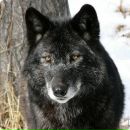 Олег Семків фотография #9 (источник - https://vk.com/id148214967)