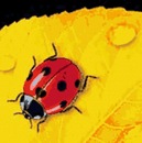 Віта Гичак фотография #14 (источник - https://vk.com/id80406367)